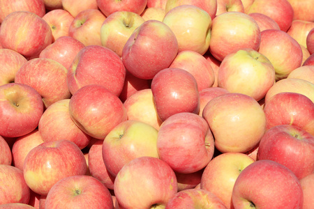 Dwarf red Fuji apple in a farm, China
の写真素材