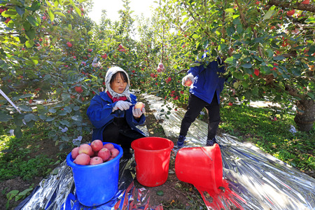 Luannan County - October 30: dwarf red Fuji apple harvest, fruit growers busy picking, Luannan County, Hebei Pronvice, China, October 30, 2017.

のeditorial素材