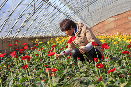 Luannan County - November 15, 2017: ladies Picking Gerbera flowers in a greenhouse?Luannan County, Hebei Province, Chinese
のeditorial素材