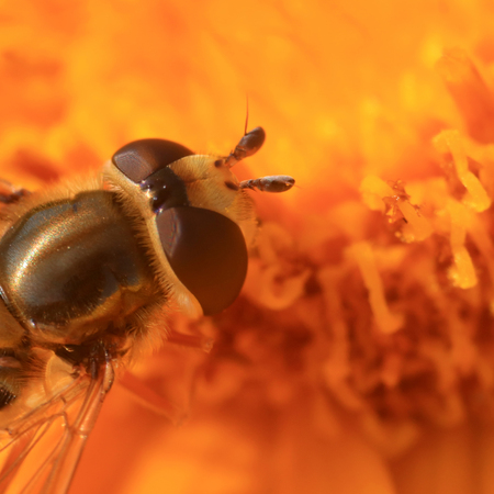 insect ommateumの写真素材