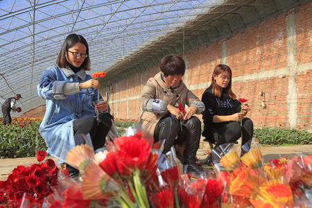 Luannan County - November 15, 2017: ladies wrapping up Gerbera flowers in a greenhouse?Luannan County, Hebei Province, Chinese
のeditorial素材