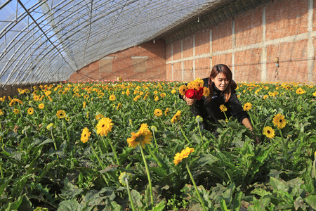 Luannan County - November 15, 2017: ladies Picking Gerbera flowers in a greenhouse?Luannan County, Hebei Province, Chinese
のeditorial素材