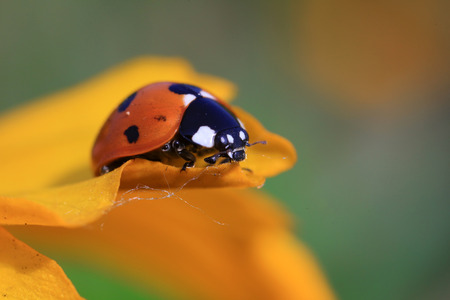 Coccinella septempunctataの写真素材