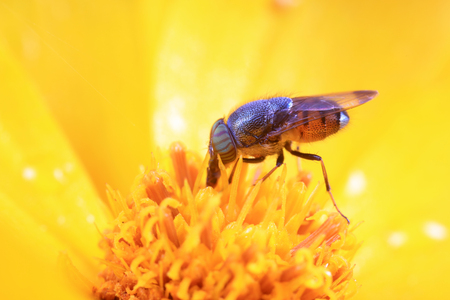 Fly insectsの写真素材