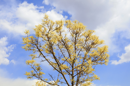 Acacia branch in the gardenの写真素材