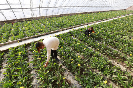 Luannan County - November 21, 2017: two women are picking chrysanthemums from Africa, in greenhouses, Luannan, Hebei, China

のeditorial素材