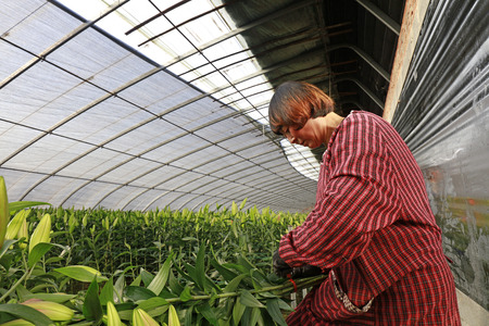 Luannan County - December 13, 2017: flower grower picking lily in a plantation, Luannan County, Hebei Province, China

のeditorial素材