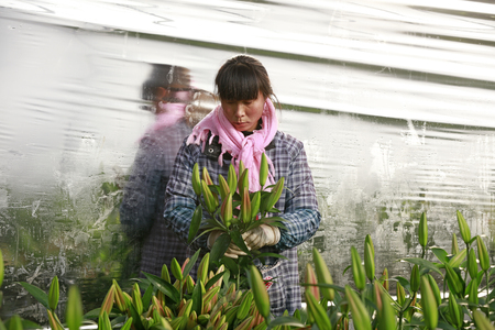Luannan County - December 13, 2017: flower grower picking lily in a plantation, Luannan County, Hebei Province, China

のeditorial素材