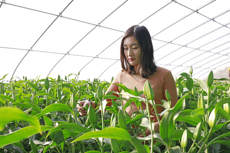 Luannan County - December 13, 2017: flower grower picking lily in a plantation, Luannan County, Hebei Province, China

のeditorial素材