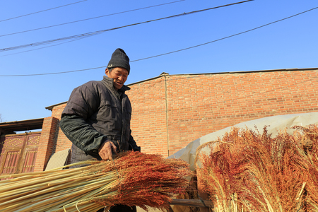 Luannan County - December 21, 2017: worker processing whisk broom raw materials in a hand workshop, Luannan County, Hebei Province, China. This is the most important traditional handicraft industry in the local area.

のeditorial素材