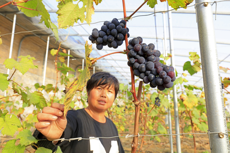 Luannan County - December 20, 2017: women workers look at the grape growth, Luannan, Hebei, China

のeditorial素材