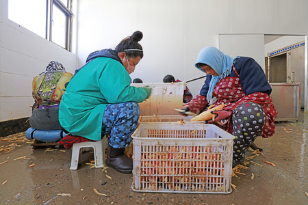 Luannan County - December 20, 2017: women workers clean sweet potatoes in a workshop, Luannan, Hebei, Chinaのeditorial素材