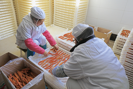Luannan County - December 20, 2017: female packaging dried potato in a workshop, Luannan County, Hebei Province, Chinese

のeditorial素材
