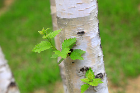 birch tree in the garden

 の写真素材