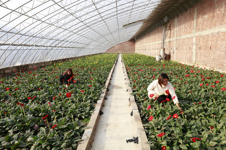 Luannan County - November 21, 2017: two women are picking chrysanthemums from Africa, in greenhouses, Luannan, Hebei, Chinaのeditorial素材