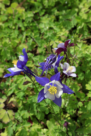 Ranunculaceae isopyreae in a park

の写真素材