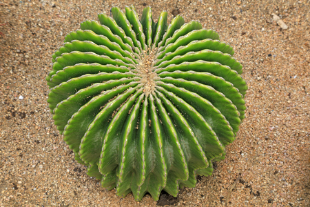 Cactus plants in the botanical garden

の写真素材