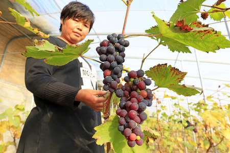 Luannan County - December 20, 2017: women workers look at the grape growth, Luannan, Hebei, Chinaのeditorial素材