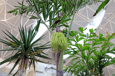 fishtail palm in the parkの写真素材