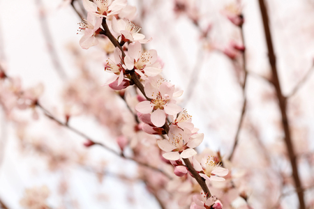 blooming peach blossoms in the gardenの写真素材