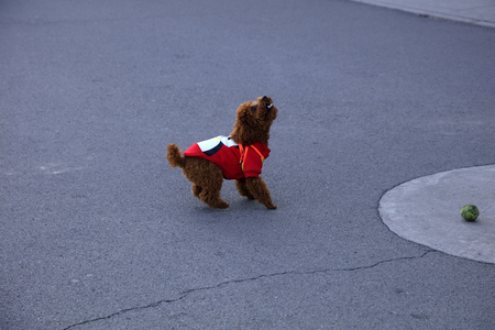 Pet dog teddyの写真素材