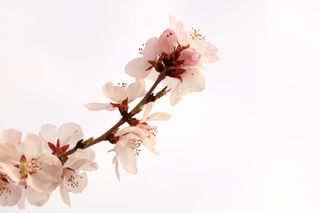 blooming peach blossoms in the gardenの写真素材