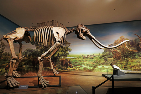 Shijiazhuang City - July 26, 2017:   Elephant skeleton in the exhibition hall, Shijiazhuang City, Hebei Province, Chinaのeditorial素材