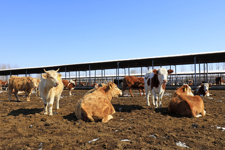 Beef cattle in a farmのeditorial素材