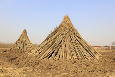 Temporary centralized curing of saplingsのeditorial素材