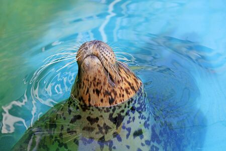 seal in the zooの写真素材