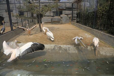 pink pelican in the parkの写真素材