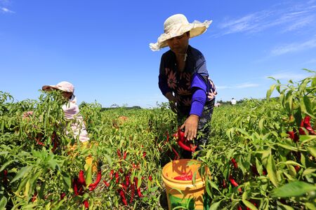 Luannan County - August 29, 2018: Farmers picking Capsicum, Luannan County, Hebei Province, Chinaのeditorial素材