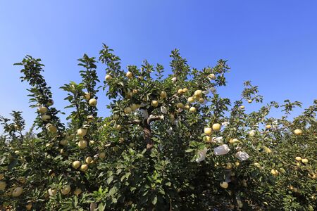 apple trees in the orchard
