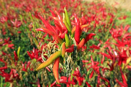 Capsicum Zanthoxylum in the feildの写真素材