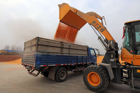 Luannan County - November 23, 2018: Loaders load corn on a farm, Luannan County, Hebei Province,...