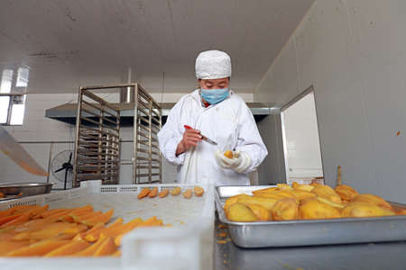 Luannan County - November 23, 2018: Workers cut sweet potatoes in production workshop, Luannan County, Hebei Province, Chinaのeditorial素材