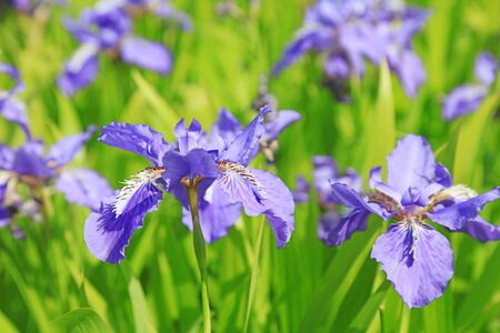 Iris flower is in the fieldの写真素材