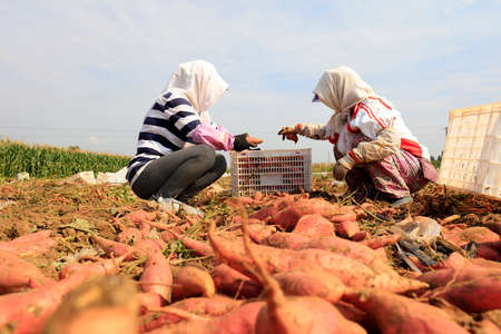 Luannan County - September 11, 2018: peasant woman harvesting sweet potatoes, Luannan County, Hebei Province, Chinaのeditorial素材