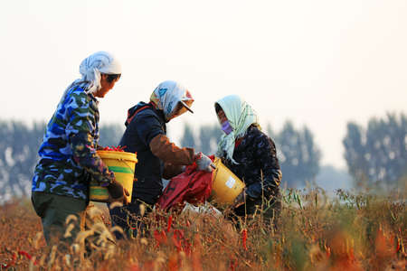 LUANNAN COUNTY - October 19, 2018: Farmers harvest peppers on farms in Luannan County, Hebei Province, Chinaのeditorial素材