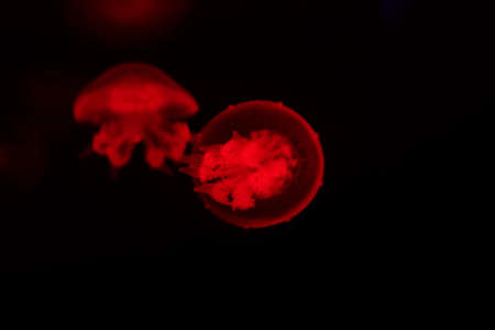 jellyfish in the aquariumの写真素材