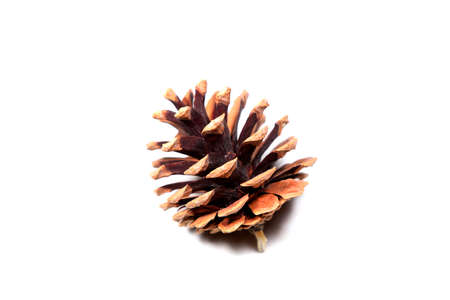 Pinecone on a white backgroundの写真素材