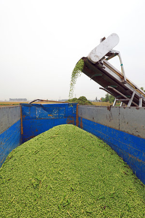Farmers are threshing peas by machinery in the fields, Luannan County, Hebei Province, Chinaの写真素材