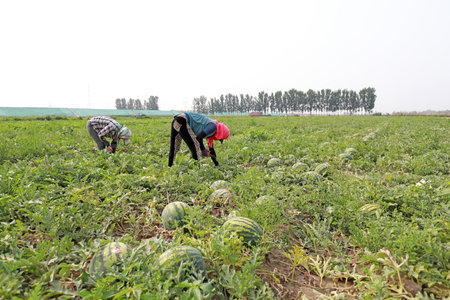 Farmers are harvesting watermelons on a farm, Luannan County, Hebei Province, China.の写真素材