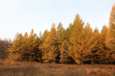 Pine trees in huanggangliang Park, Keshiketeng World Geopark, Inner Mongoliaの写真素材
