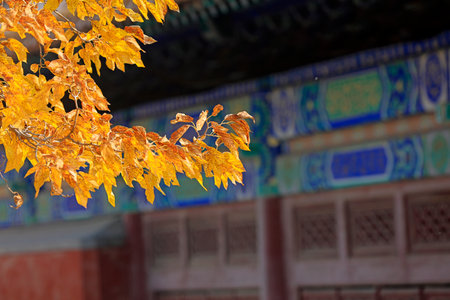 Yellow leaves and classical architecture, Yi County, Hebei Province, Chinaの写真素材