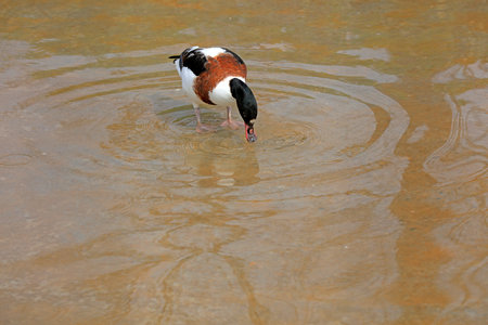 Ducks live freely on the water surface of a park, China