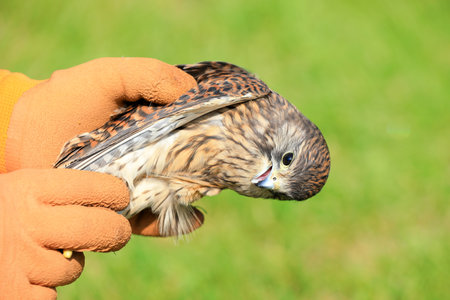 Wild Bird Rescue Workers Hold Red Falcon in Their Hands for Observation, Chinaの写真素材