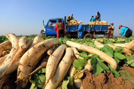 farmers harvest white radish on their farms, LUANNAN COUNTY, Hebei Province, Chinaの写真素材