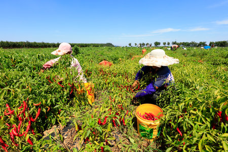 Luannan County-August 29, 2018: Farmers picking Capsicum, Luannan County, Hebei Province, China