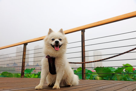 Bomei pet dog on the wooden floorの写真素材